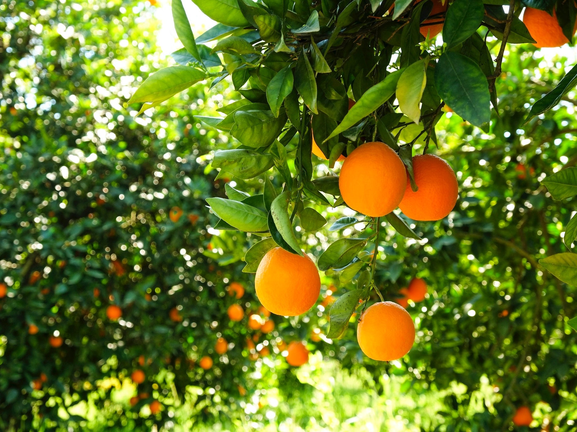 Tauranga Spray Free (not organic) Oranges - Navel