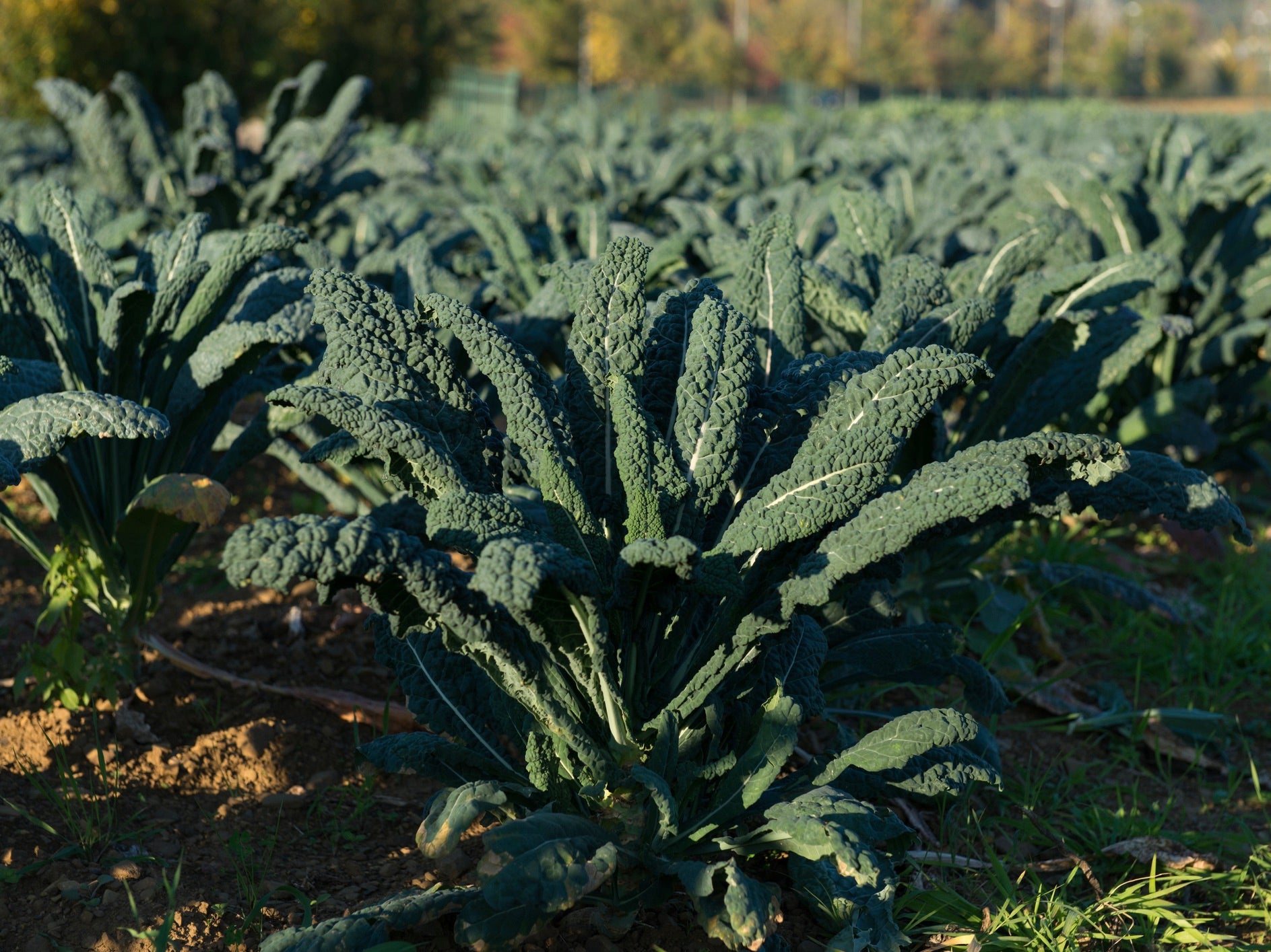 Streamside Organics' Organic Cavolo Nero