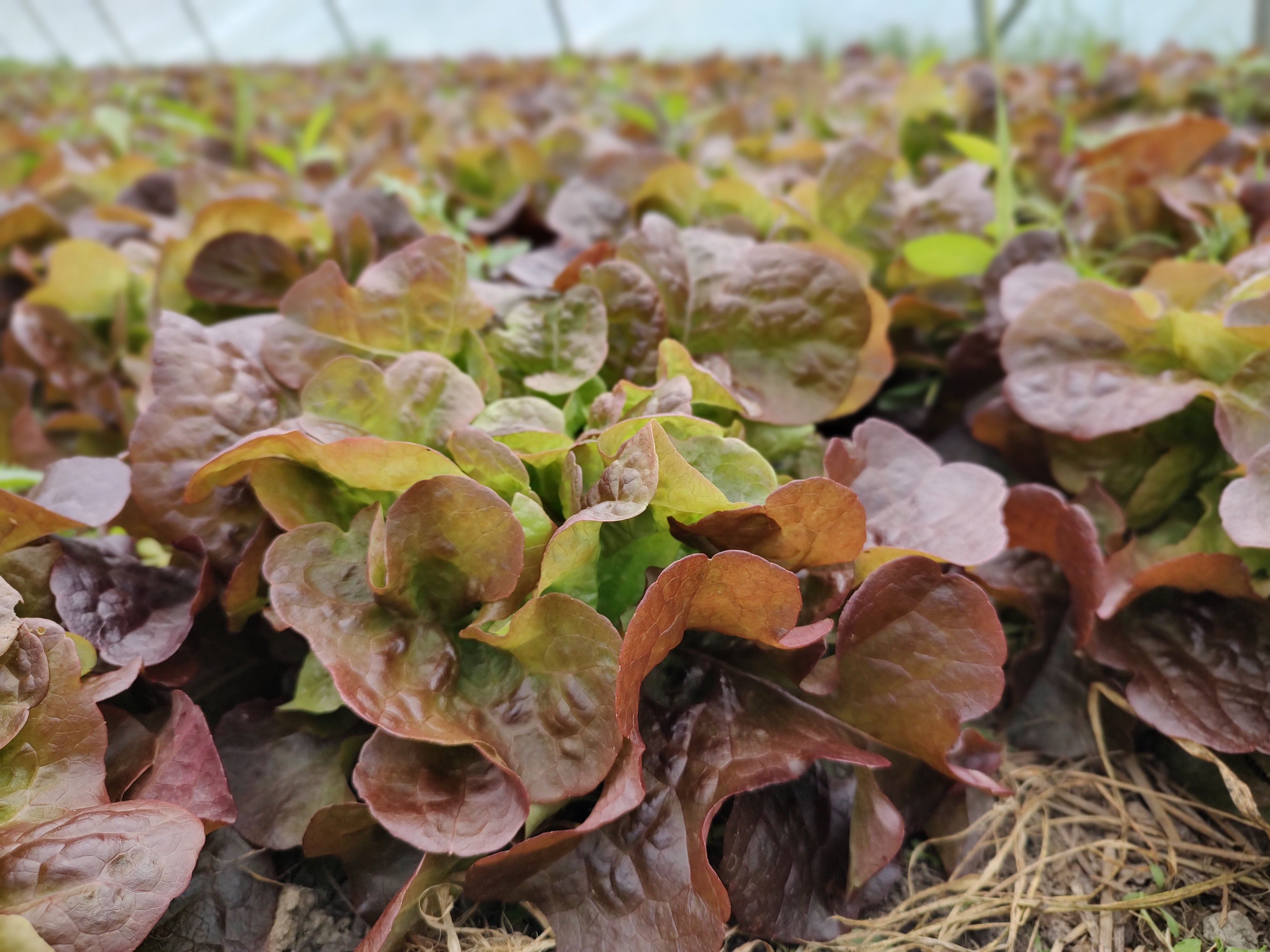 Live2Give Farm Organic Lettuce - Red Oakleaf
