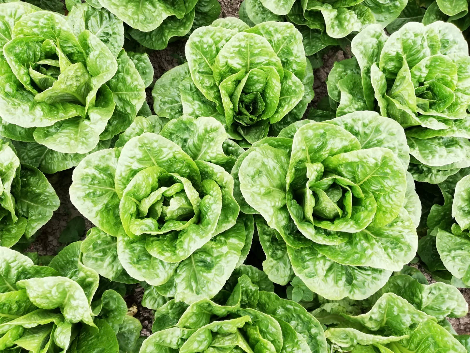 BOX 3 - Organic Salad