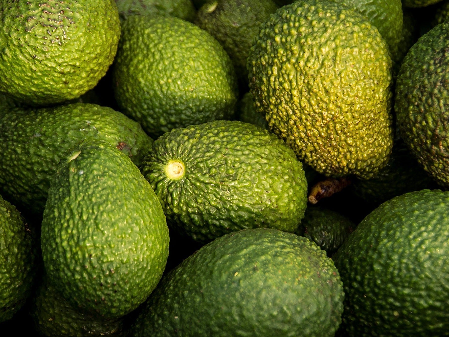 Premium Grade Organic Avos - MEDIUM