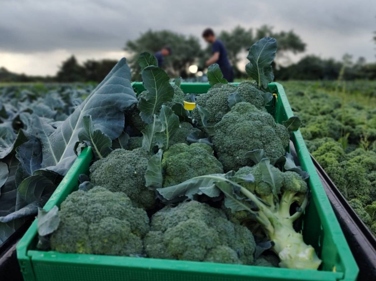 Live2Give Farm Spray-Free Broccoli - In Conversion