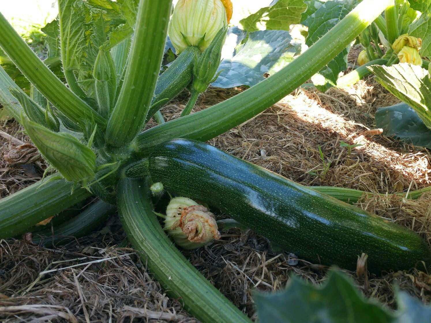 Live2Give Farm Organic Zucchini