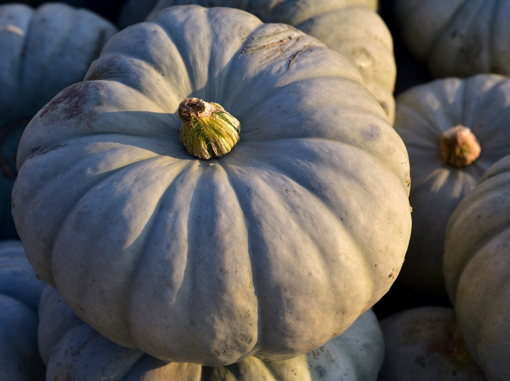 Bay of Plenty Organic Pumpkin - Crown