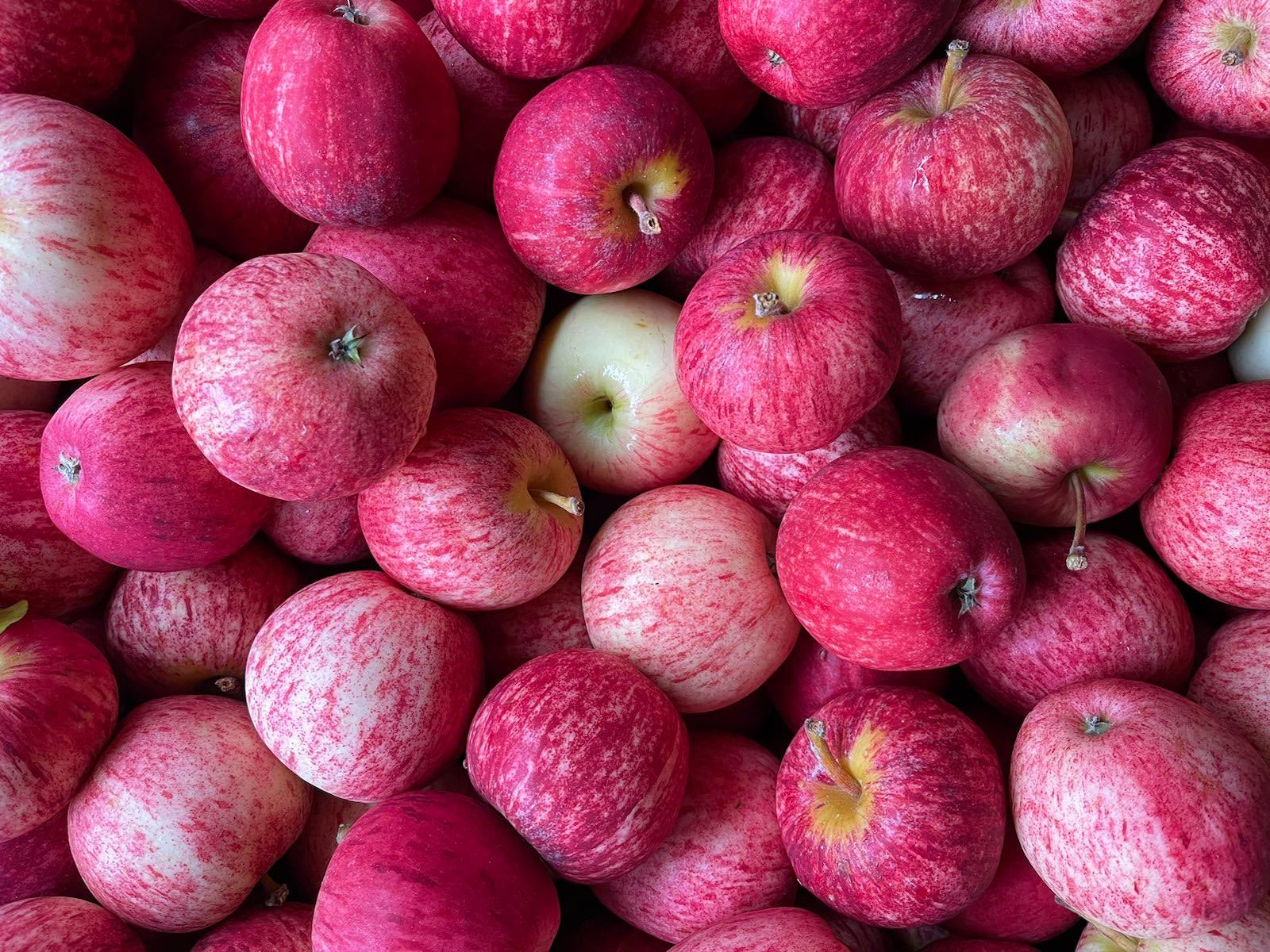 Hastings Organic Apples - Gala