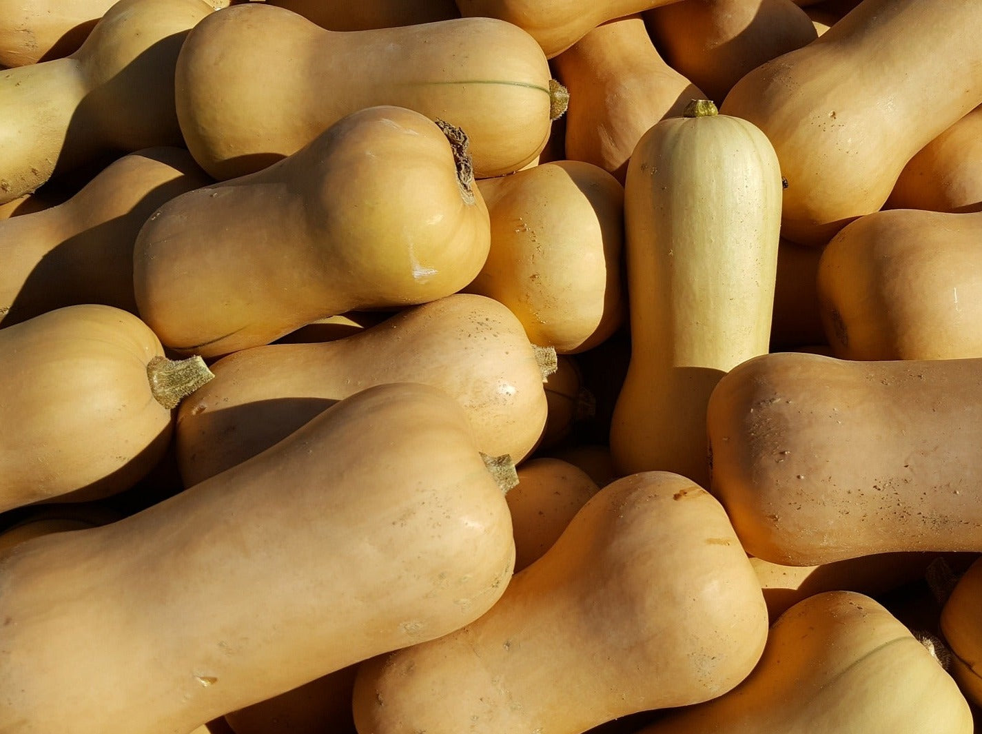 Local Spray-Free Pumpkin - Butternut