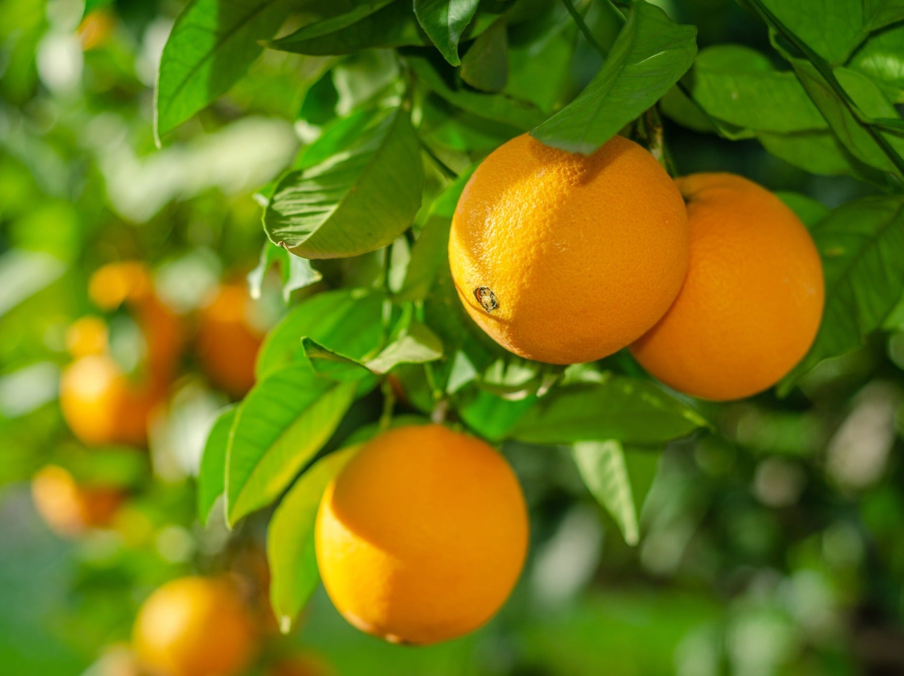 NZ Organic Oranges - Valencia