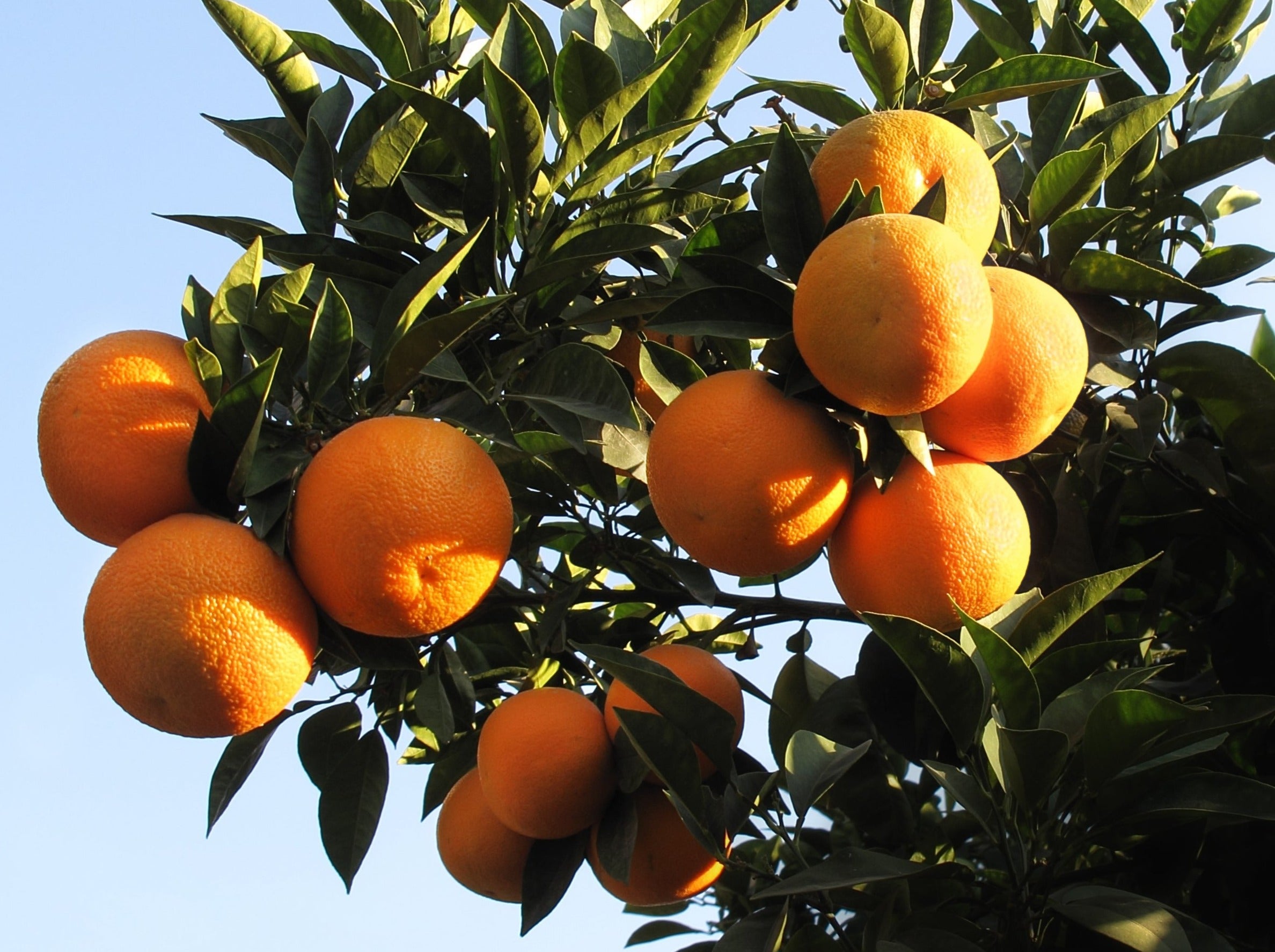 Palmy Organic Oranges - Valencia