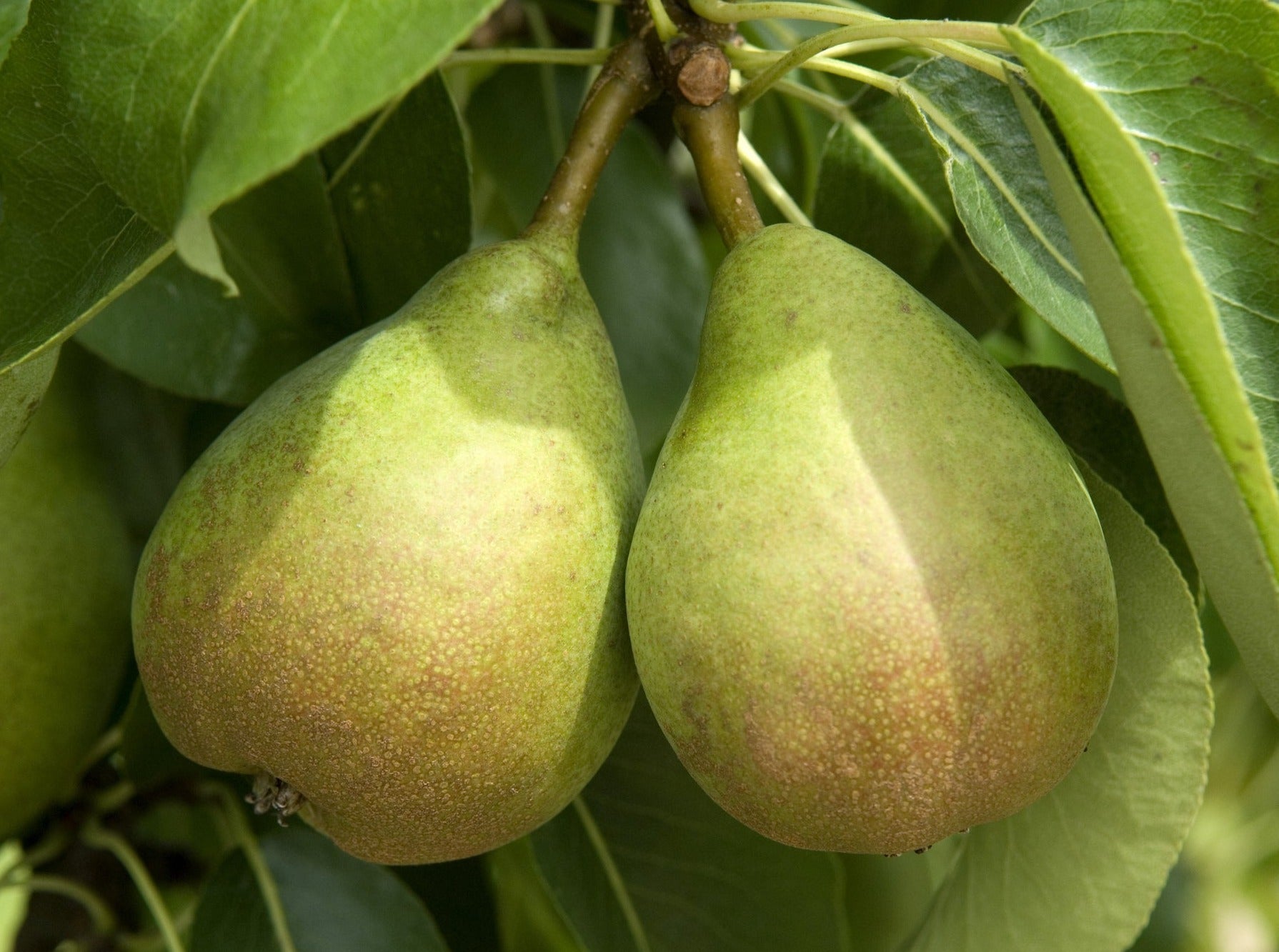 Nelson Organic Pears - Comice READY TO EAT/RIPE