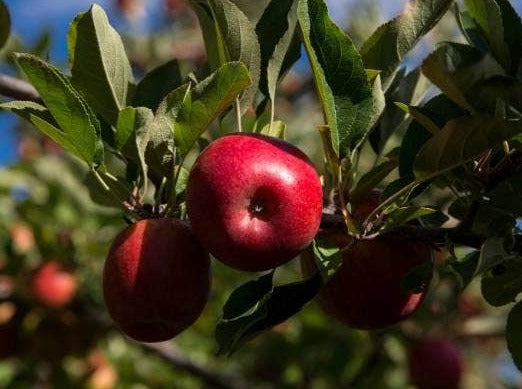 Otago Organic Apples - Jazz