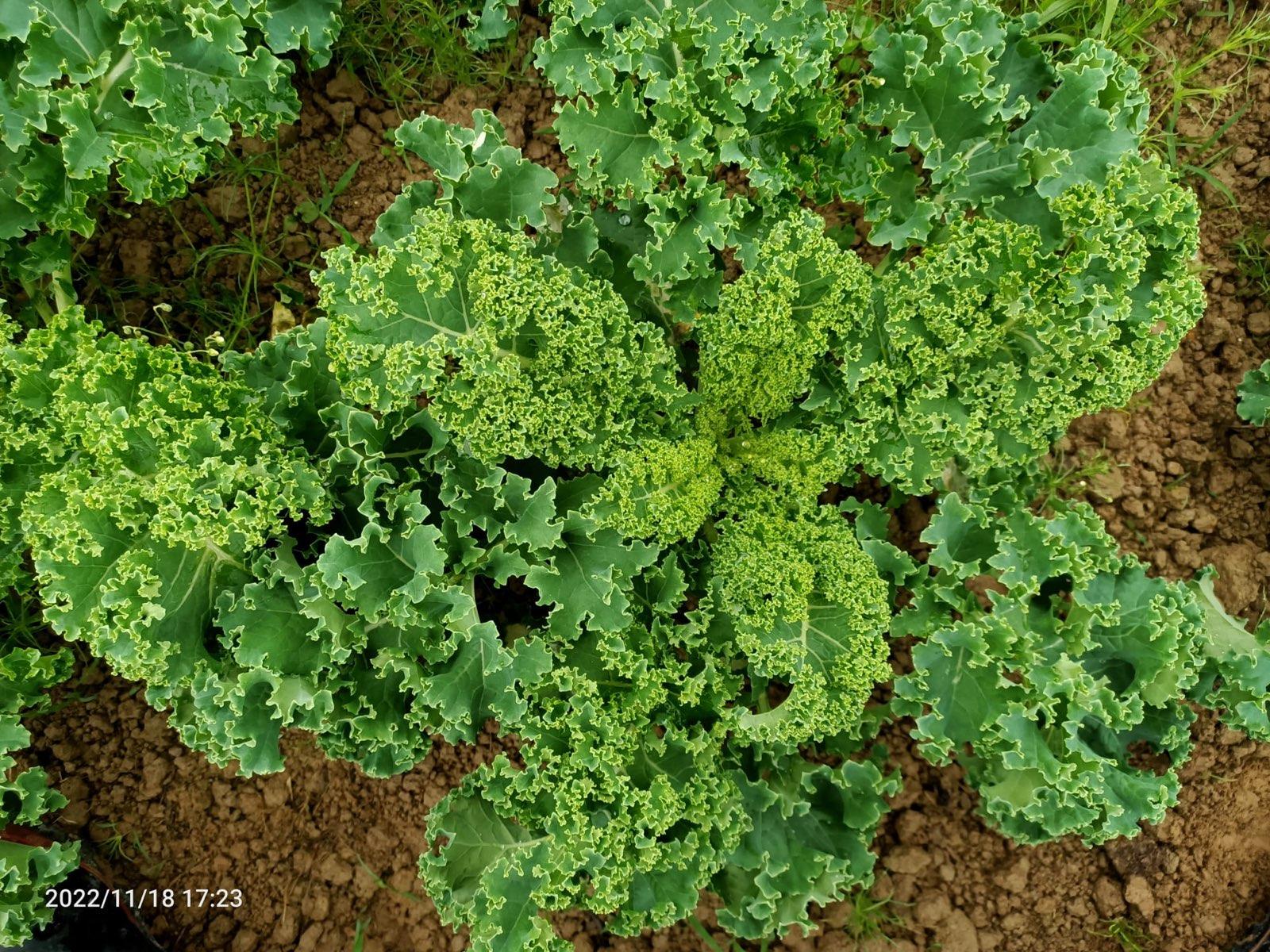 Live2Give Farm Organic Curly Kale