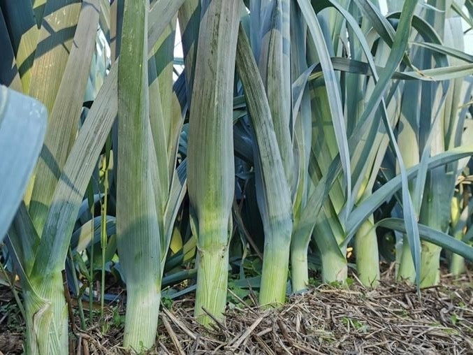 Live2Give Farm Organic Leeks EACH