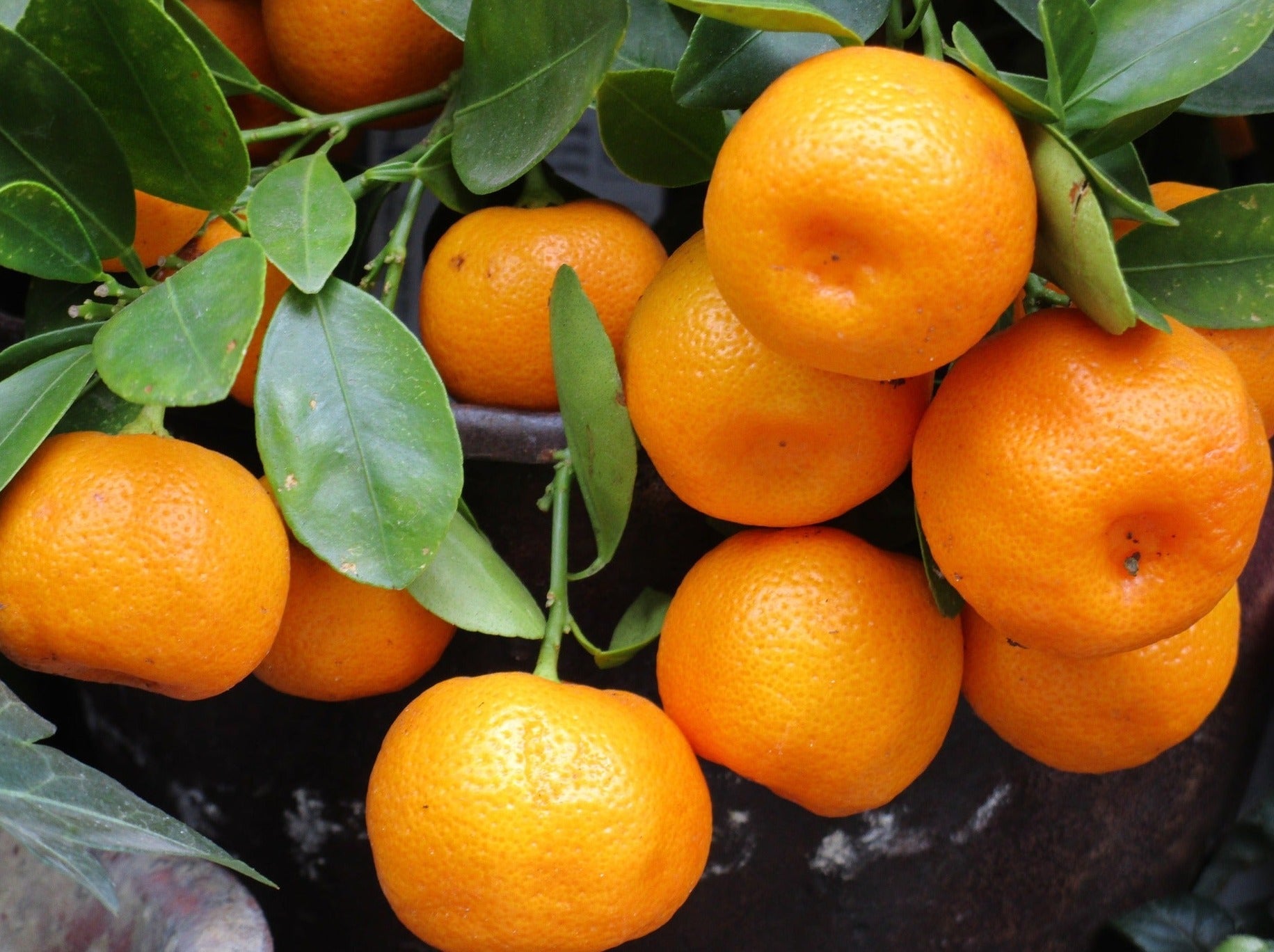 Gisborne Spray Free (not organic) Mandarins - Satsuma