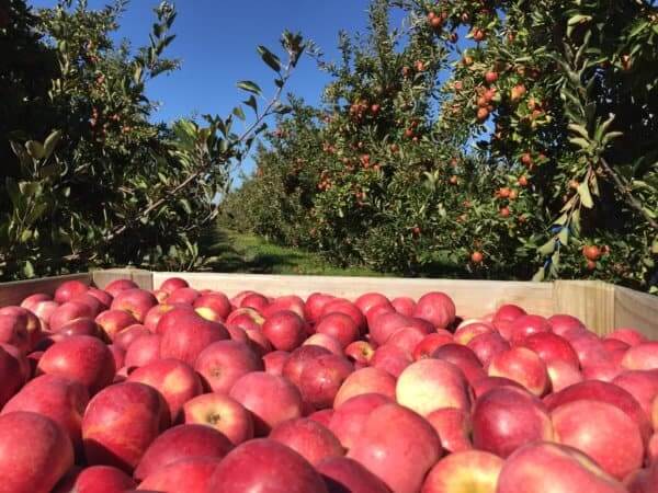 NZ Organic Apples - NZ Rose