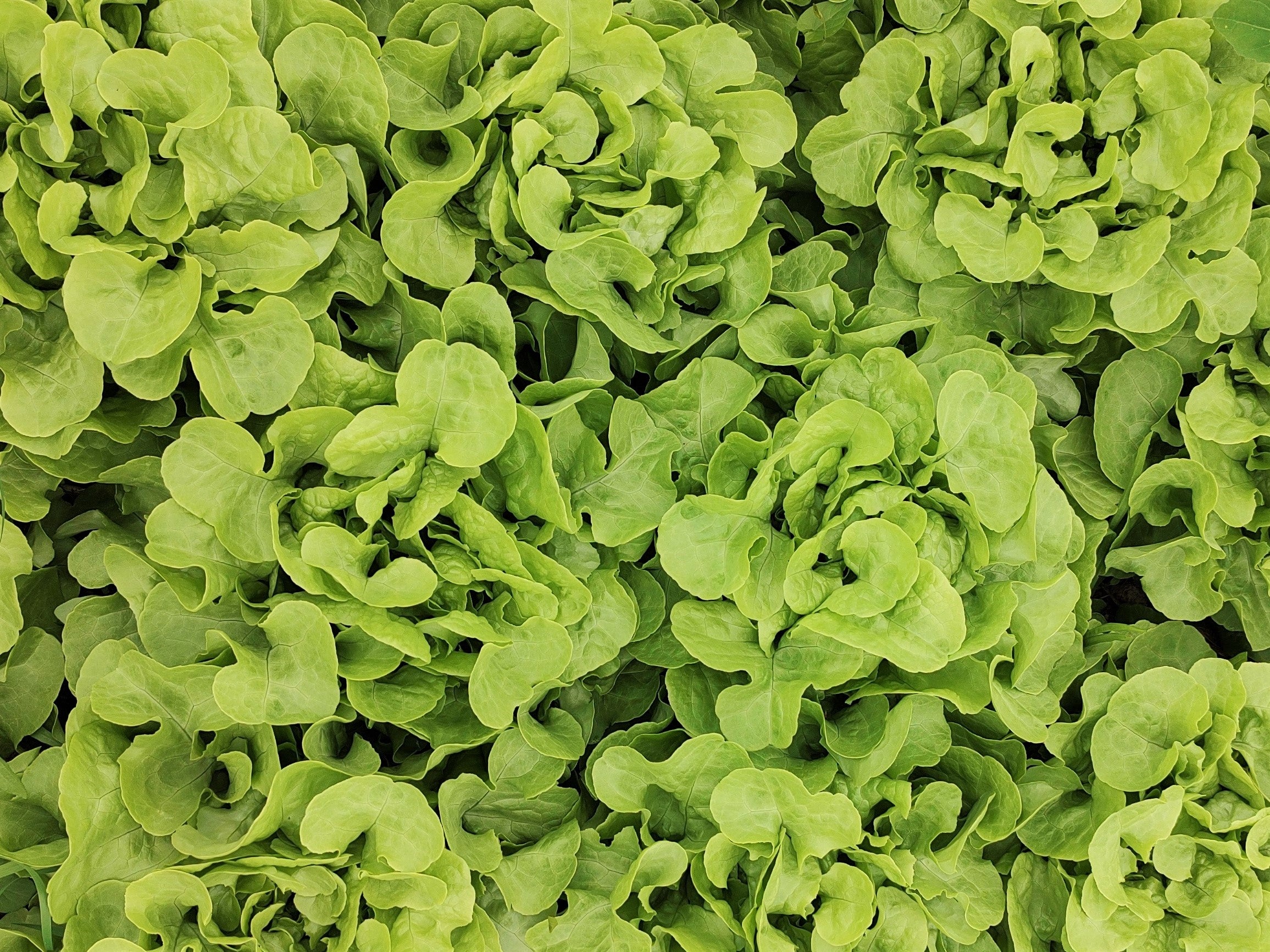 Live2Give Farm Organic Lettuce - Green Oakleaf LARGE HOTHOUTSE HEADS