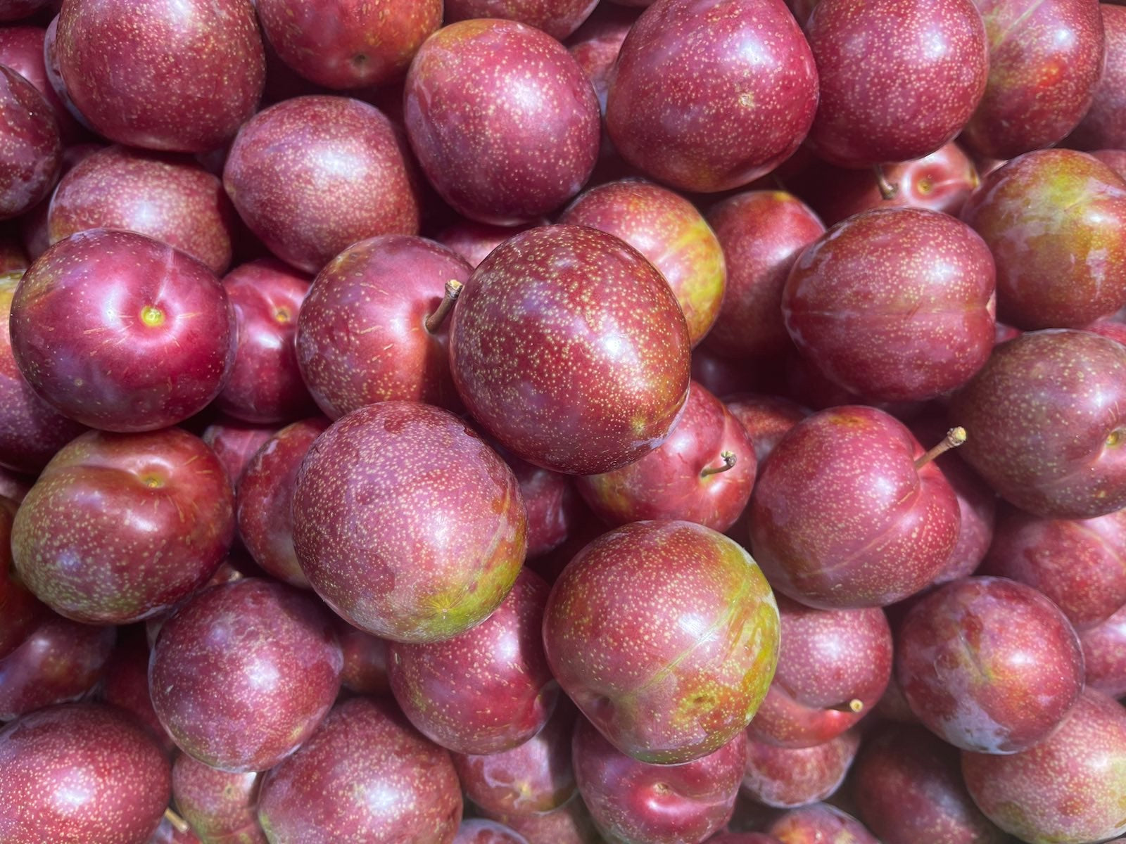 Hawke's Bay Spray-Free Plums - Omega