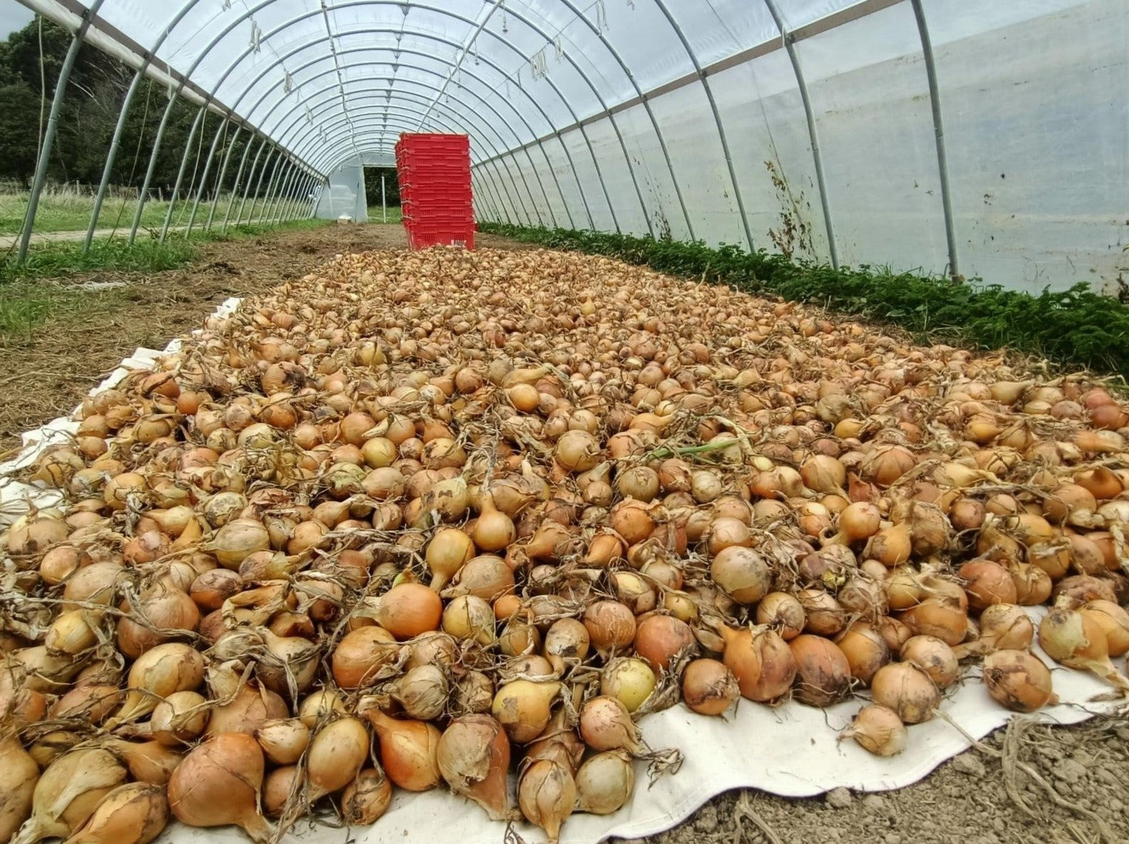 Live2Give Farm Organic Onions - Brown
