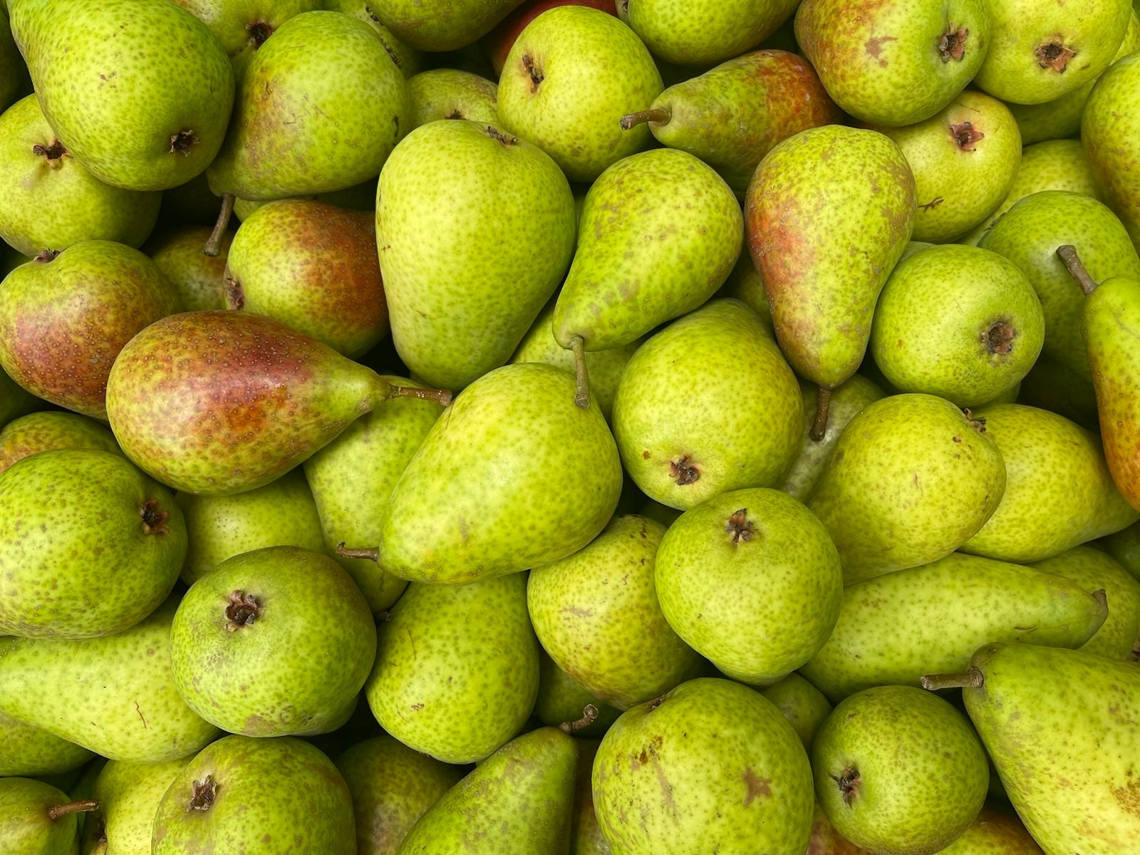 Gisborne Organic Pears - Sugar Belle