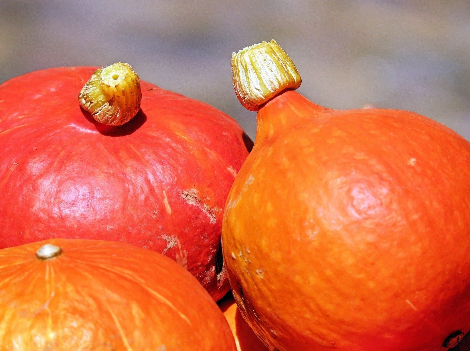 Live2Give Farm Organic Pumpkin - Hokkaido