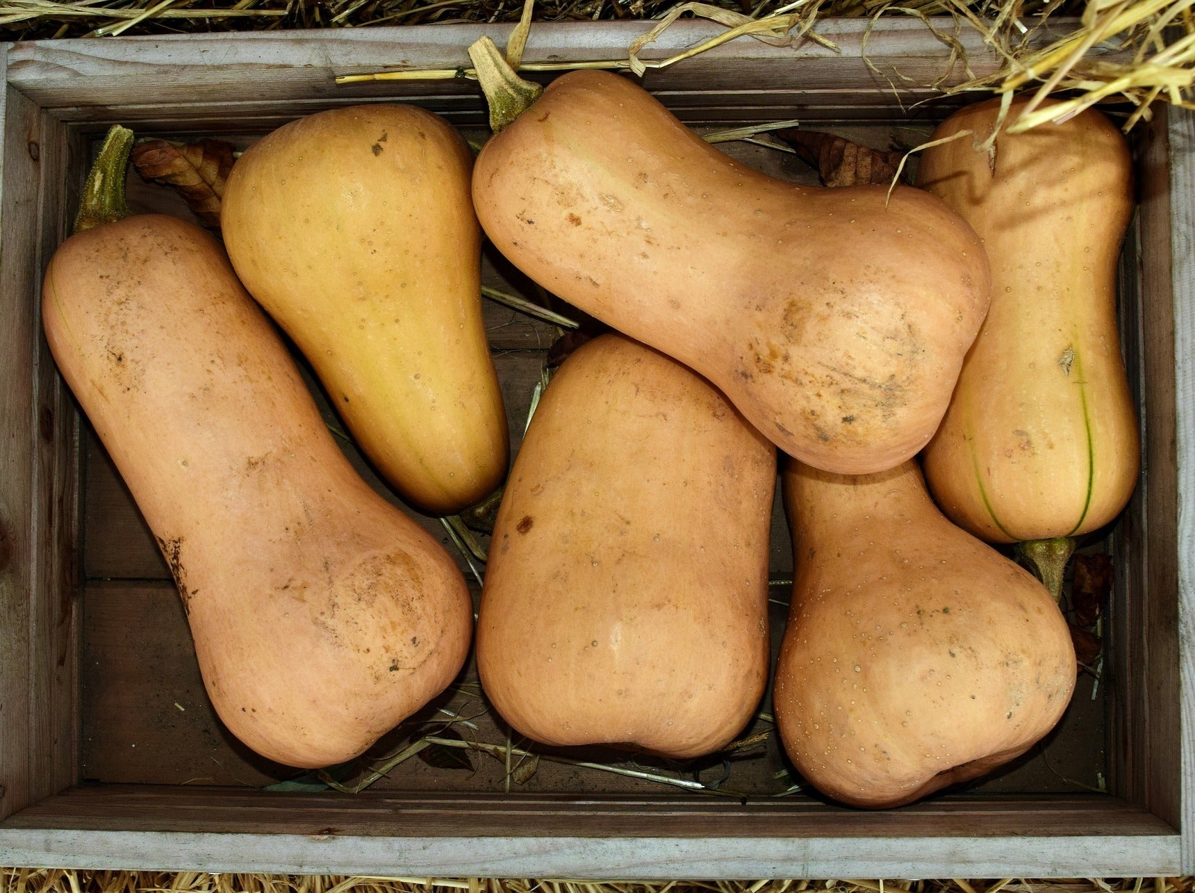 Local Spray-Free Pumpkin - Butternut