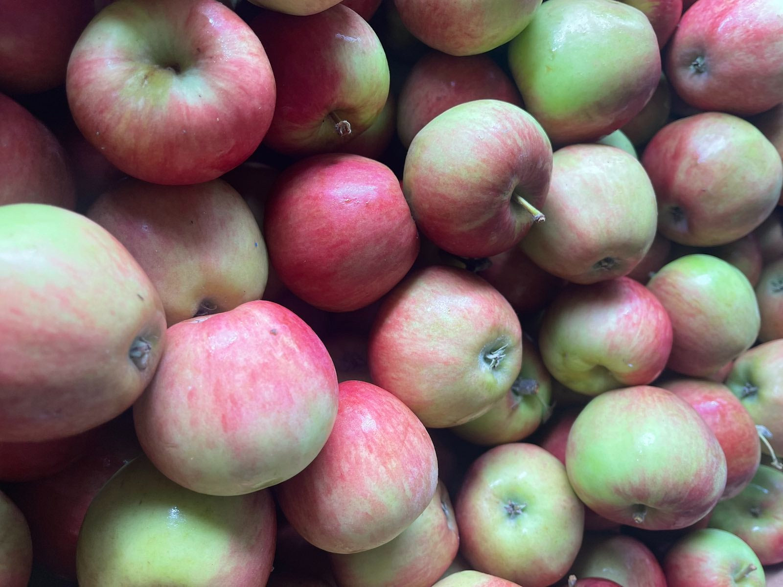 NZ Organic Apples - Sansa