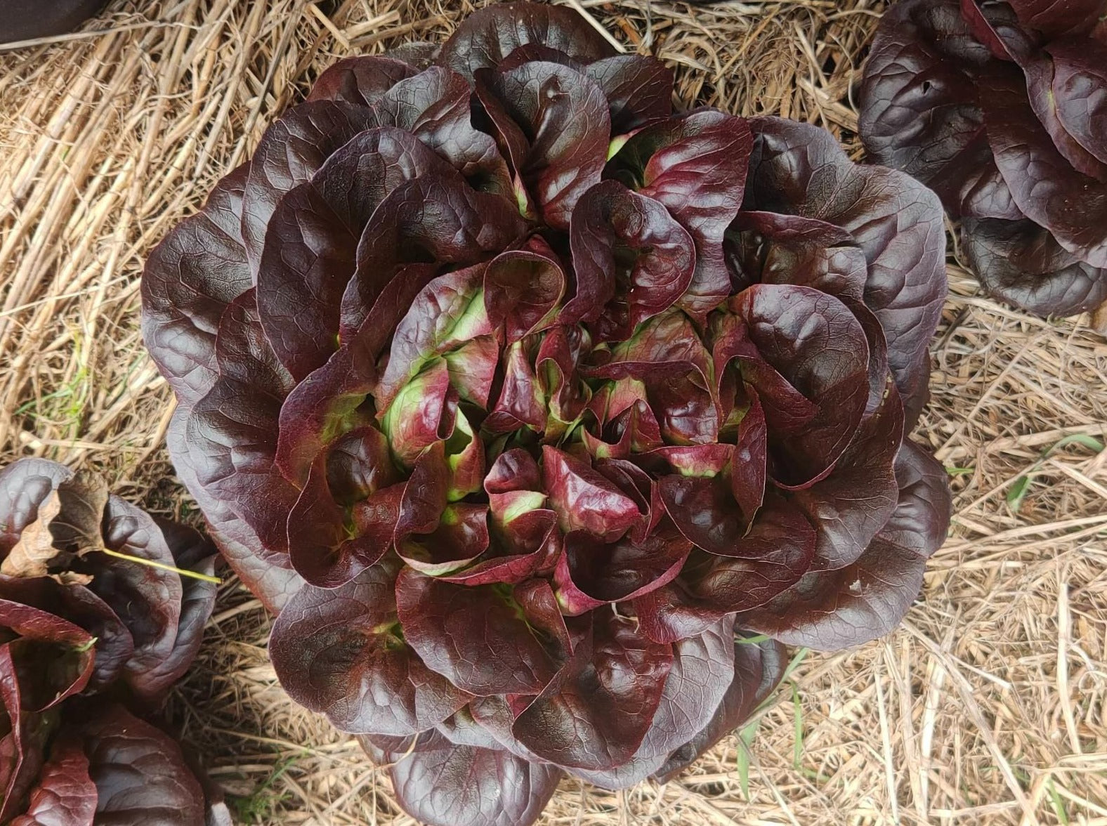 Live2Give Farm Organic Lettuce - Davinci