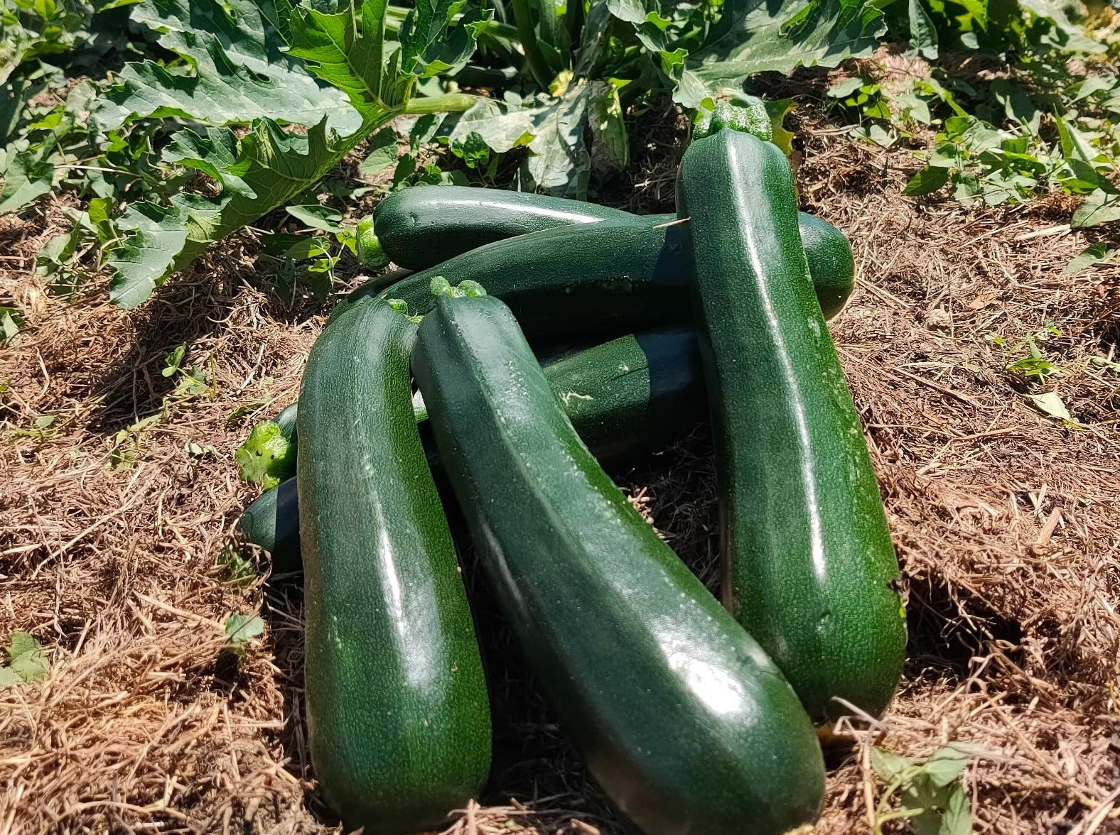 Live2Give Farm Organic Zucchini Oversized - Each